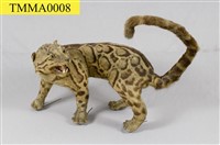 Formosan Clouded Leopard Collection Image, Figure 14, Total 29 Figures